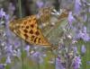 Argynnis paphia